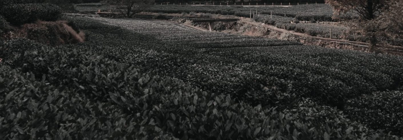 gyokuro